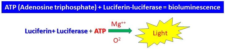 Atpbioluminescence